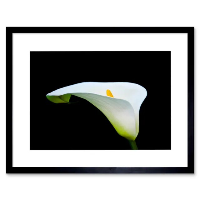 Photo Macro Nature Plant Flower White Calla Lily Framed Print 12x16 Inch