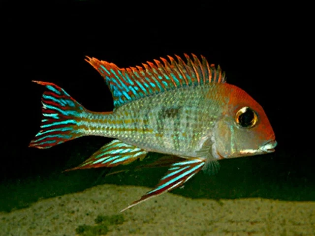 GEOPHAGUS HONDAE RED Head Tapajos Earth Eater Cichlid 5cm £20.00 ...
