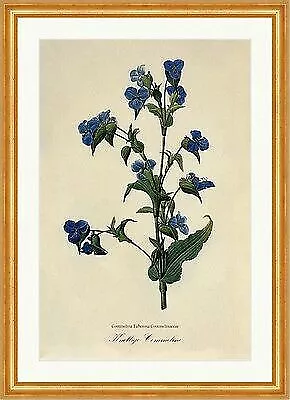 Knollige Commeline Tuberous Dayflower Commelina Blau Blüte Kelch Redoute 088