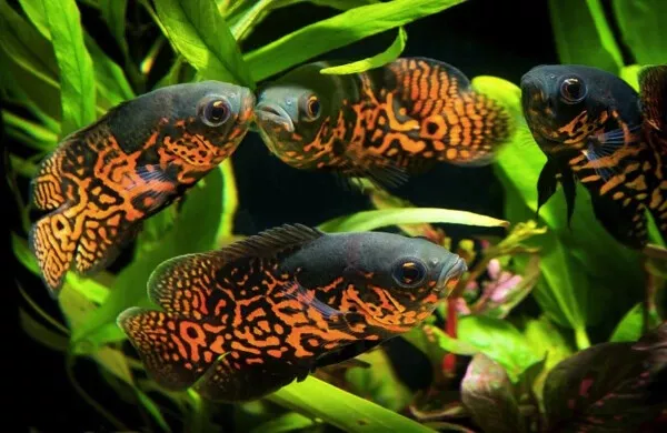 TIGER , ALBINO, LEMON, RED OSCAR 1.75-3" live freshwater aquarium fish