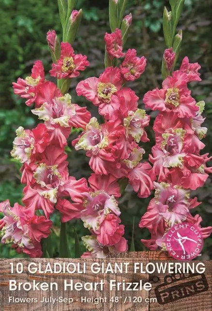 Paquete de bulbos de floración de verano de gladiolos grandes ""Broken Heart Frizzle"" x 10