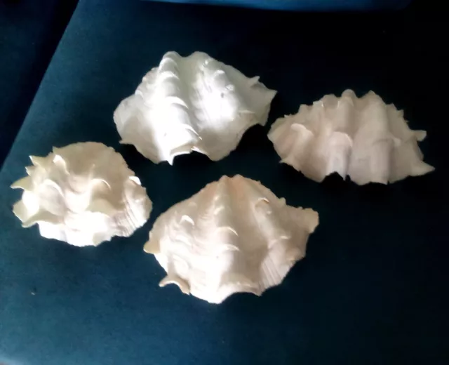 Beautiful  Ruffled Clam Shells(1/2) Tridacna Squamosa