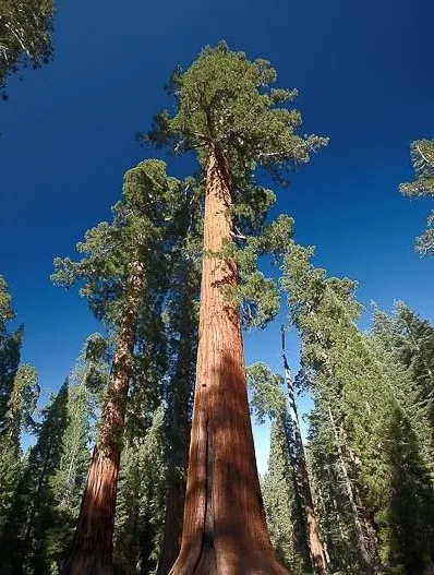 Sequoiadendron giganteum (Giant Sequoia Redwood Tree) 15 Seeds | RARE Garden UK