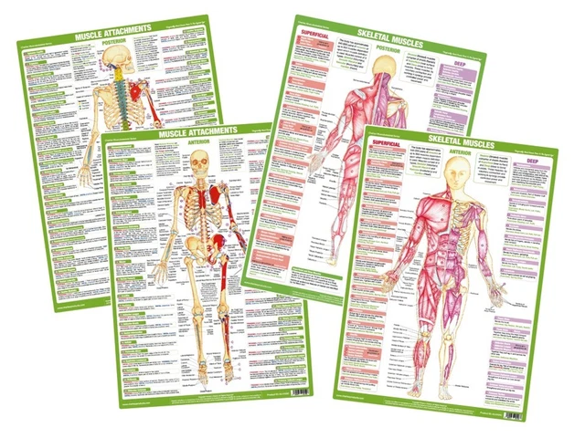 MUSCLE ANATOMY POSTERS | Bodybuilding Muscle Charts | Clinical Human ...