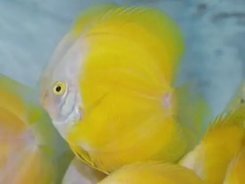 High Quality Yellow Melon Discus Fish - Beautiful Shape - 3,5-4''