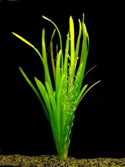 Vallisneria Spiralis Jungle Val Bunch APF® Live Aquarium Plants BUY2GET1FREE*