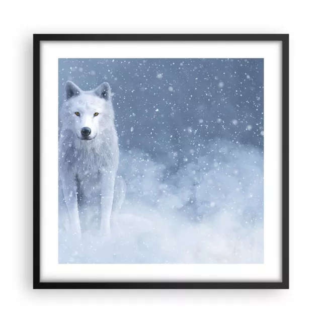 Cuadro Poster de Pared 50x50cm P�ster Marco Blanco lobo nieve Wall Art Prints