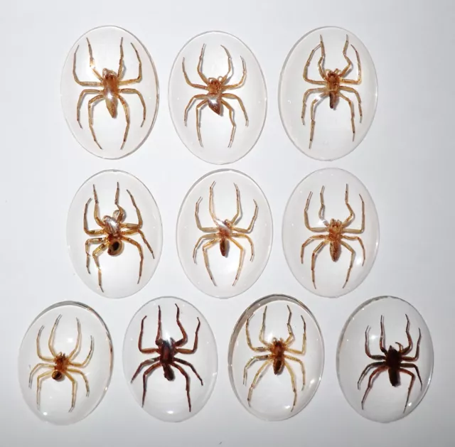 Insect Cabochon Water Spider Specimen Oval 30x40 mm Clear 90 pieces Lot