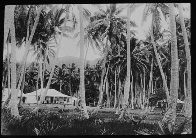 A COCONUT PLANTATION - FIJI AND THE PACIFIC C1913 Magic Lantern Slide PHOTO