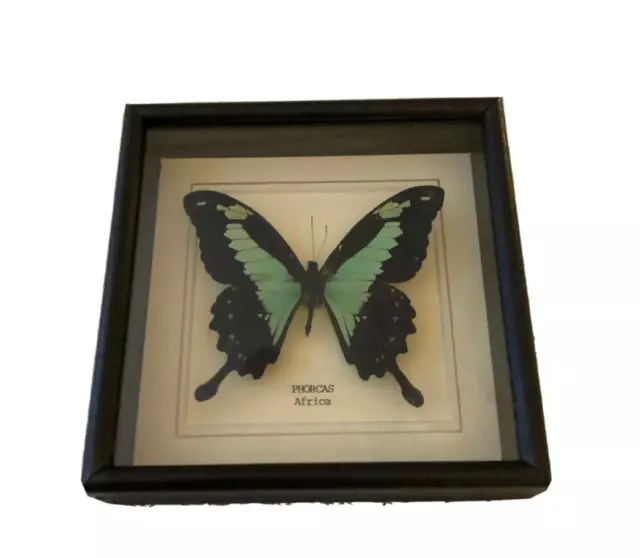 Real Phorcas Butterfly Hand Set and Framed In UK Beautiful Gift - Taxidermy