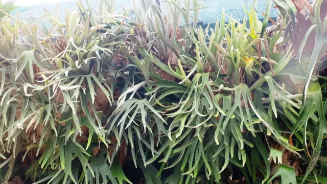 Australian Staghorn / Elkhorn - Platycerium Veitchii - loose cutting