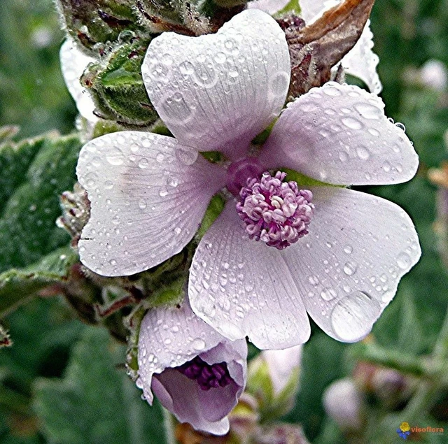 Semences Gaillarde - Semences Ancestrales Québec - Foto 6