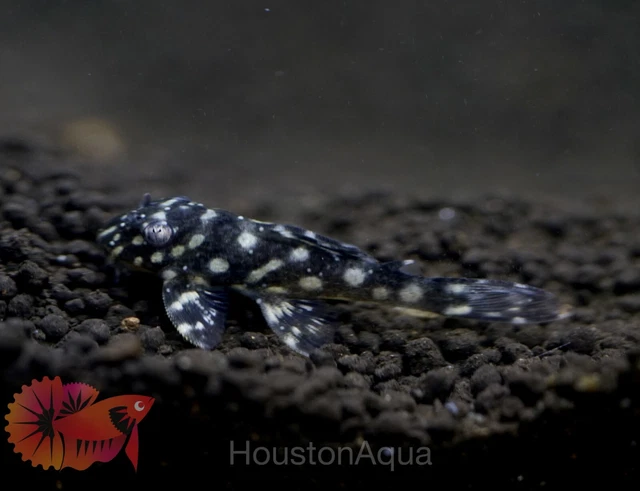 (4) L471 White Spotted Dwarf Hypancistrus Aka - Snow Ball Live Pleco Premium A+