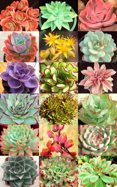 HENS AND CHICKS variety mix rare houseleeks  succulent flowering seed 100 seeds