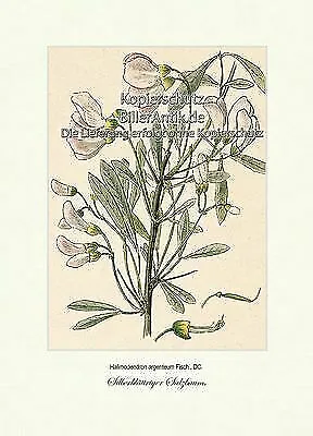 Silberblättriger Salzbaum Halimodendron argenteum Flügelfrucht Vilmorin A3 286