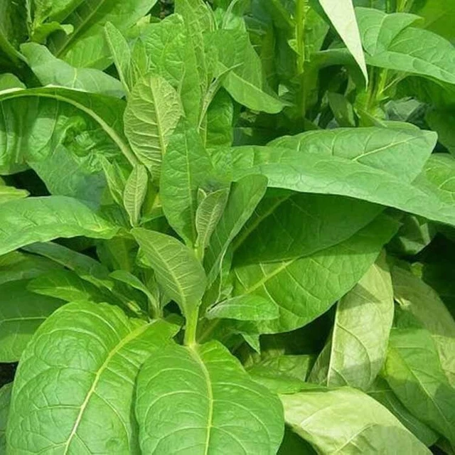 SEMI TABACCO GOLDEN VIRGINIA, 10000 SEMI AUTENTICI omaggio semi SEMI TABACCO GOLDEN VIRGINIA, 10000 SEMI AUTENTICI omaggio semi