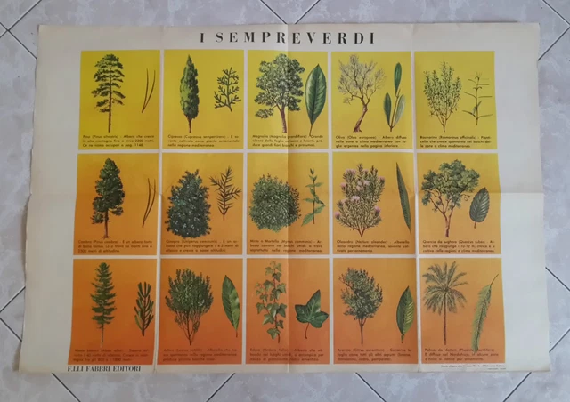 Poster Stampa I Sempre Verdi Fratelli Fabbri Editore Pianta Piante Albero 1970