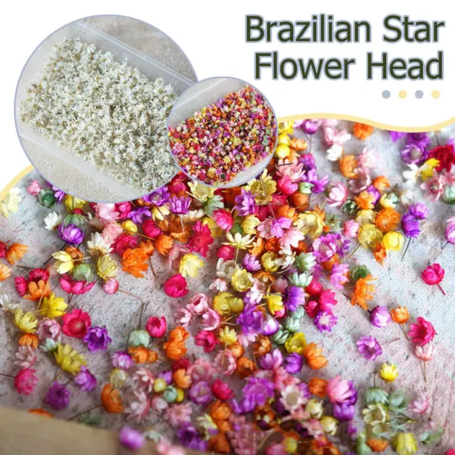 Real Dried Flower For DIY Art Craft Epoxy Resin Candle Jewelry 2022 Glass S5J9