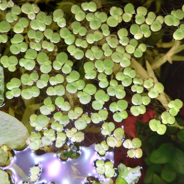 Lente stagno multiradice / lente ad acqua gigante - Spirodela polyrhiza - 15 pezzi