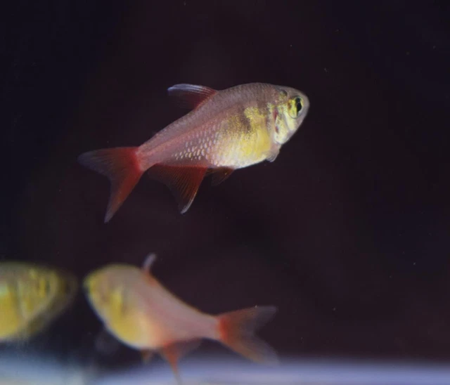 5 Flame Tetra moss java shrimp guppy (combine shipping)