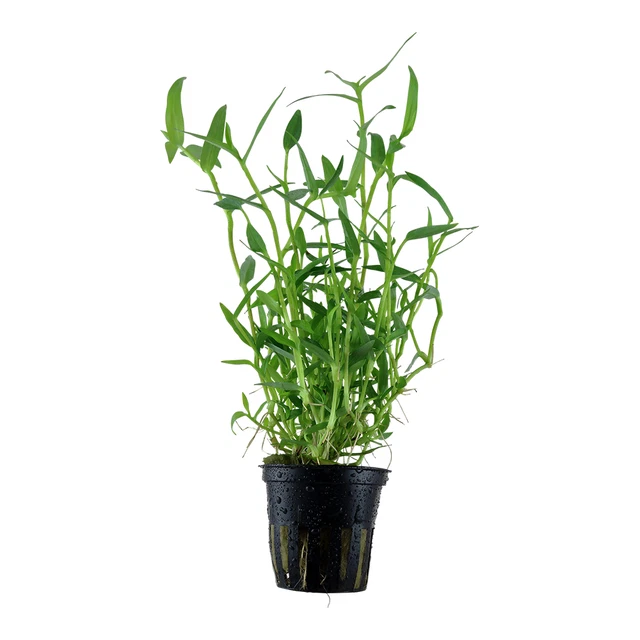 Murdannia keisak - Topf Bambus Aquarienpflanze Hintergrund Tropica 135