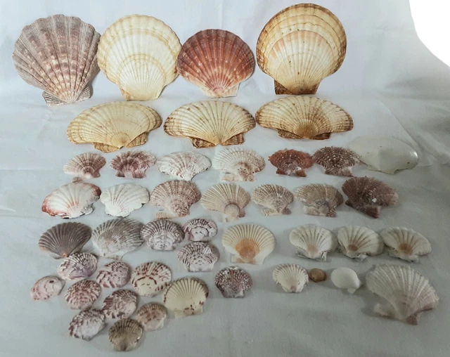 Lot of Scallop Seashells~Pretty Colors~Different Sizes