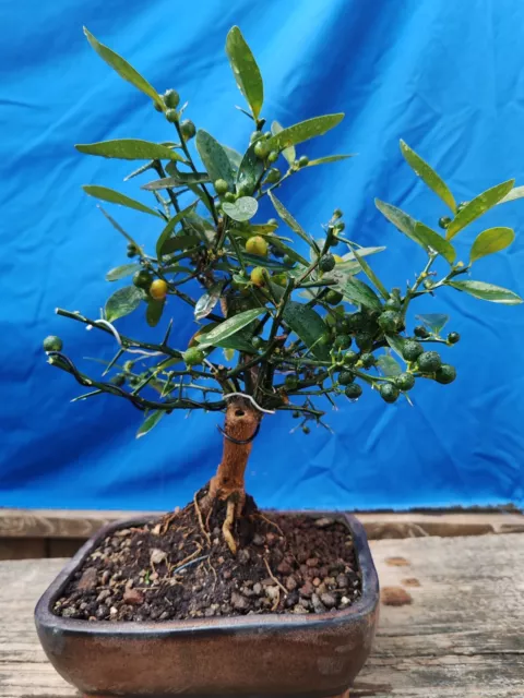 Bonsai de Mandarine H 41 CM Visite Le Magasin