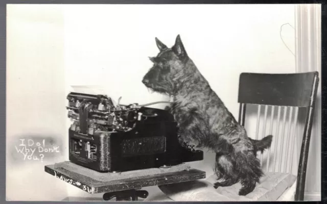 1940 Rppc Real Photo Scotty Scottie Dog At The Typewriter I Do Why Don't You