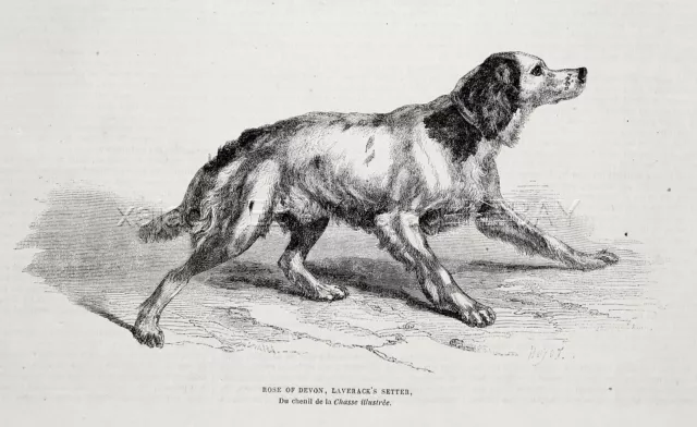 Dog Llewellin Setter English Setter NAMED Female, 1870s Antique Engraving Print