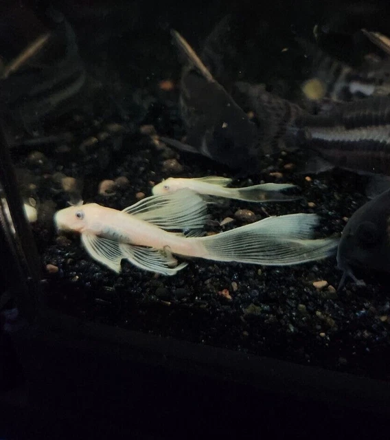 (3)L144-Blue Eye Lemon Longfin Bristlenose Pleco 1"+ 2
