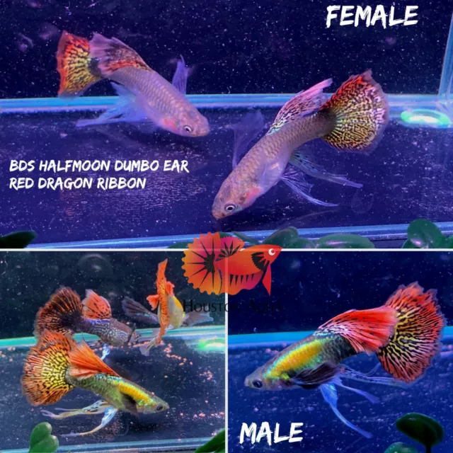 1 Trio *New Gene* Dumbo Ear Red Dragon Ribbon Live Aquarium PREMIUM Guppy Fish
