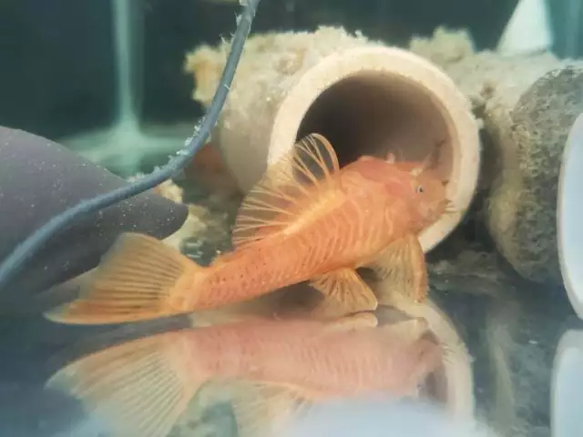 3"+ BREEDIND PAIR - SUPER RED Bristlenose Pleco | Ancistrus sp. | USA Tank Bred 2