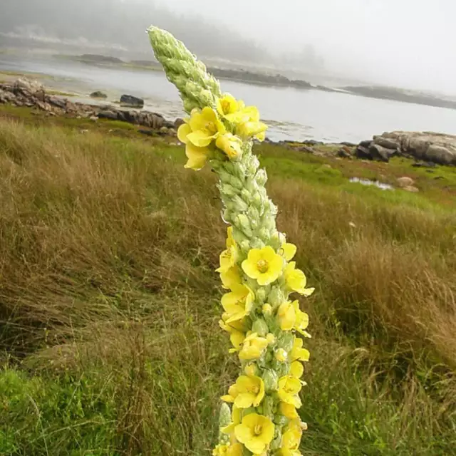 Hierba orgánica a granel seca a hoja mullebo, Verbascum thapsus folia 3