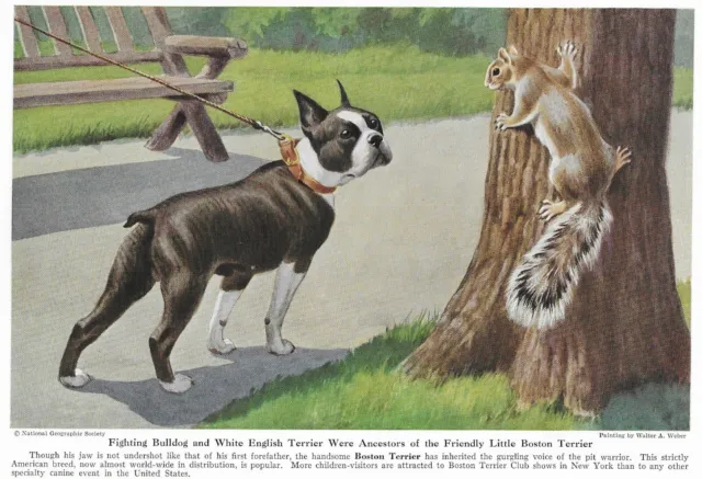 Boston Terrier - CUSTOM MATTED - 1943 Color Dog Art Print