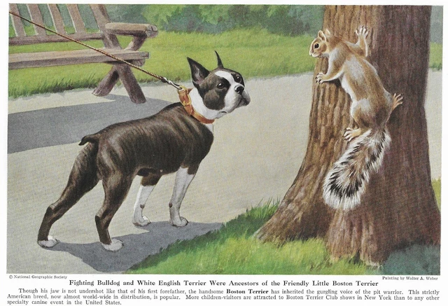 Boston Terrier - CUSTOM MATTED - 1943 Color Dog Art Print Boston Terrier - CUSTOM MATTED - 1943 Color Dog Art Print