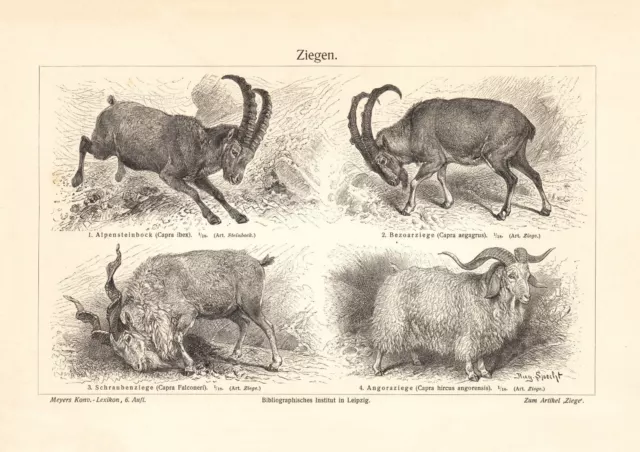 Ziegen historischer Druck Holzstich ca. 1908 Bildtafel Zoologie Säugetiere