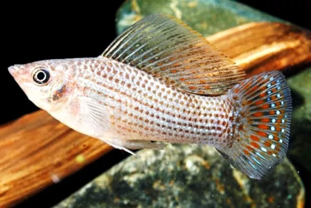 2 Wild Green Mollies. Live Bearers Freshwater/Brackish Water