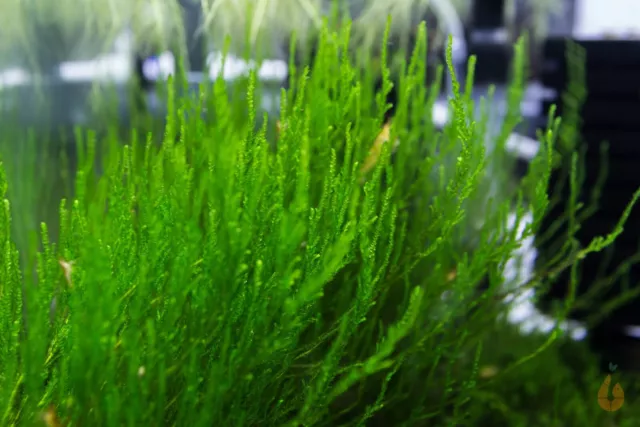 ⭐ Flammen Moos / Flammenmoos | Taxiphyllum sp Flame Moss Aquarium Pflanze Moss