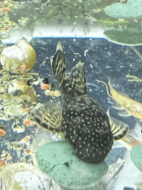 5x Chocolate bristlenose pleco .75-2 inch fish