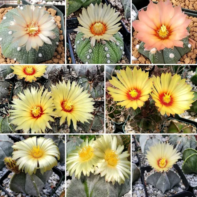 Astrophytum  Mix  (50 seeds)