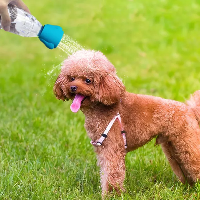 Spray dog with water bottle top