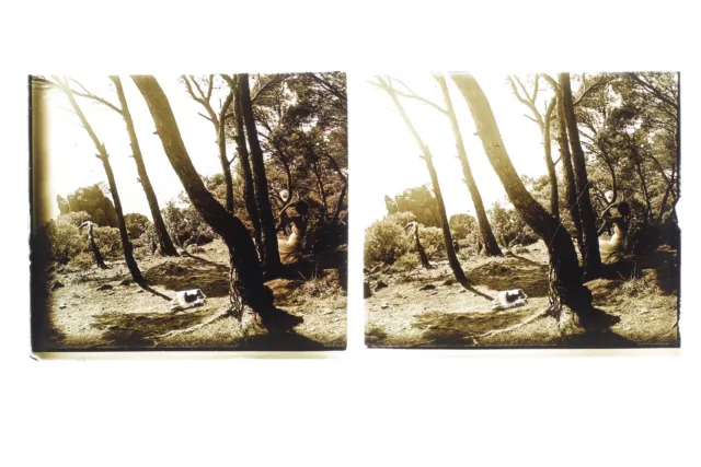 Paysage Arbres Femme France Photo Stereo L1n2 Plaque de verre Vintage