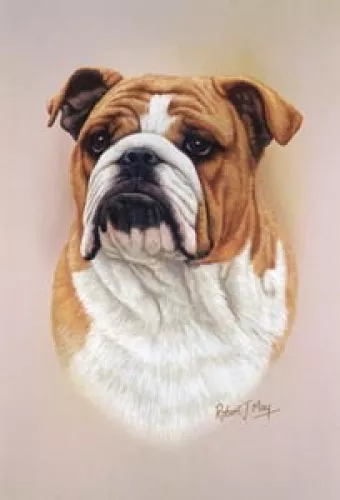 Robert J. May Head Study - English Bulldog (RMDH031)