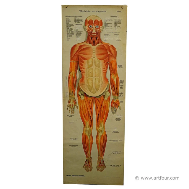 FOLDABLE ANATOMICAL WALL Chart depicting Human Musculature £939.90