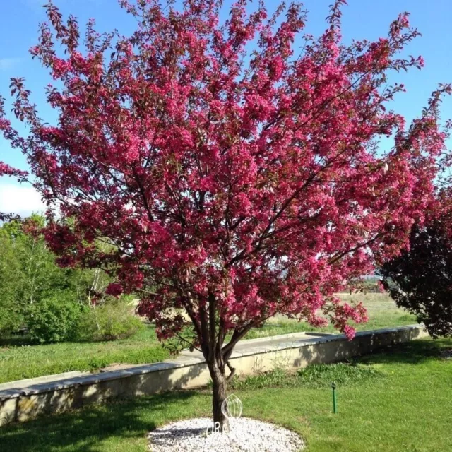 Apple tree red royalty 15 PCS fresh seeds, Apple tree seeds, Malus royalty