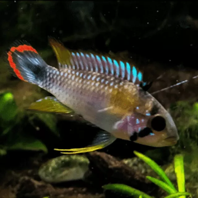 Apistogramma Panduro Breeding Pair-Captive Bred Dwarf Cichlids!