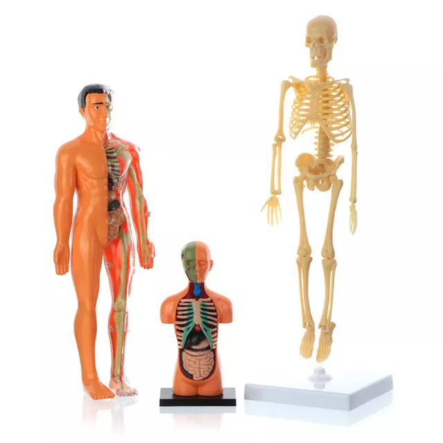 anatomy-model-for-kids-human-torso-science-learning-removable-human