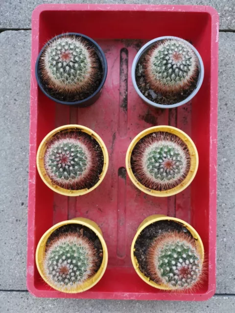 Mammillaria Spinosissima rubrispina Red Headed Irishman Cactus Pink Kaktus Cacti 2