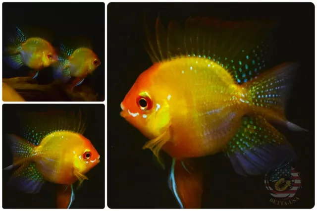 1 TRIO - Cichlid Rams Short Body -  German Angel  Golden Balloon Ram - RARE FISH