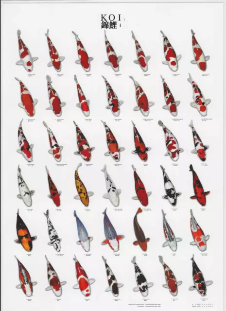 VAN KEULEN Japanese Japan Koi Carp Pond Fish Varieties A4 Laminated Poster  1